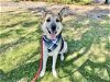 adoptable Dog in mesa, AZ named FERNANDO