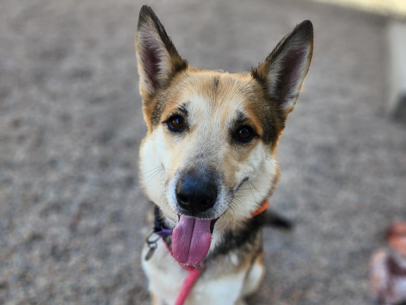 adoptable Dog in Mesa, AZ named FERNANDO