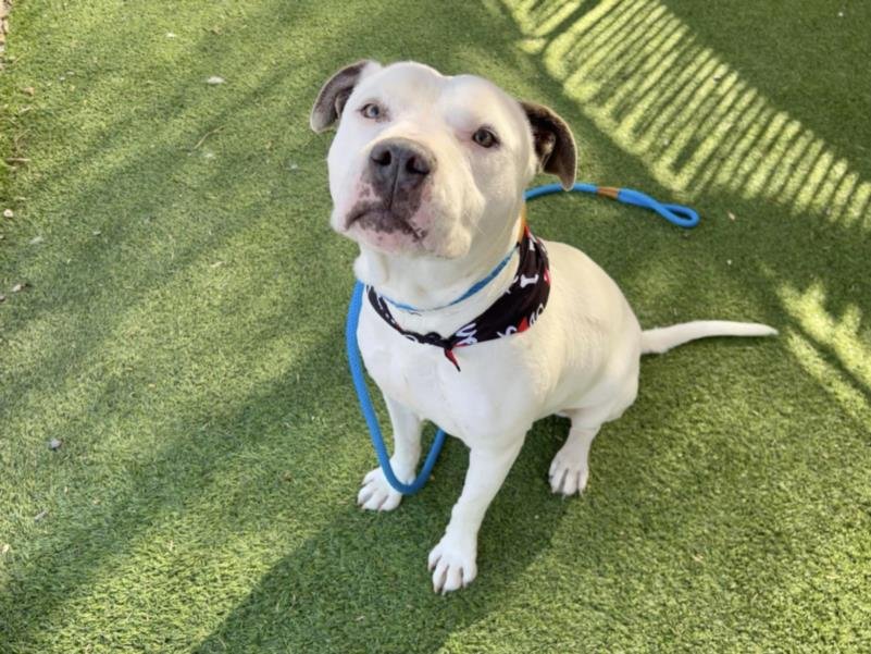 adoptable Dog in Mesa, AZ named CASPER
