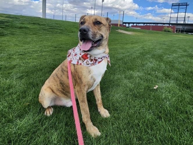 adoptable Dog in Mesa, AZ named BUSTER