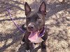 adoptable Dog in mesa, AZ named RAVENNA