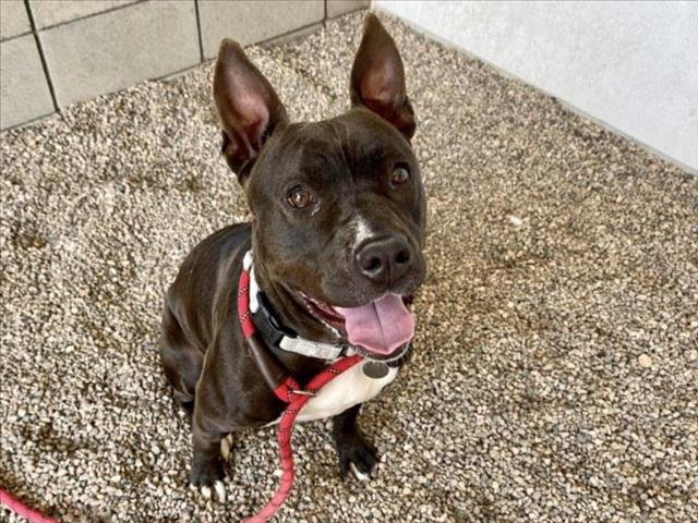 adoptable Dog in Mesa, AZ named RAVENNA