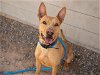 adoptable Dog in mesa, AZ named SANTANA