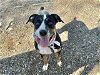 adoptable Dog in mesa, AZ named SHORTY