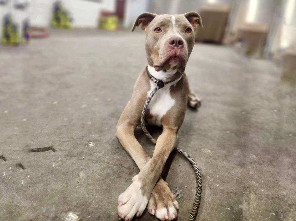 adoptable Dog in Mesa, AZ named JANE