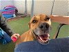 adoptable Dog in mesa, AZ named REINA
