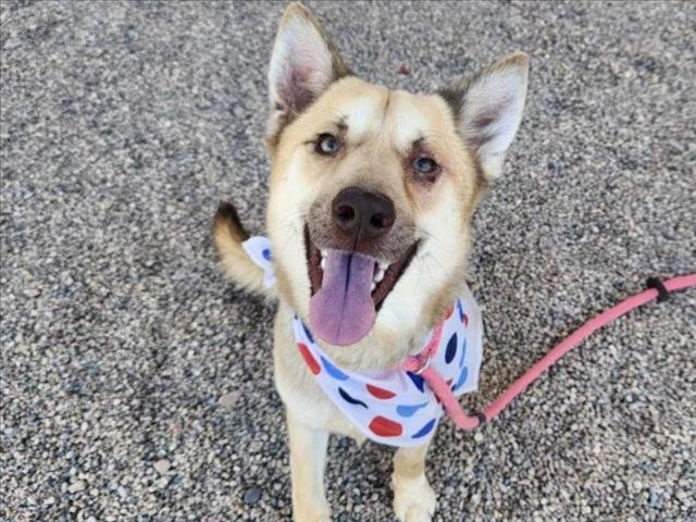 adoptable Dog in Mesa, AZ named HOGG