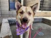 adoptable Dog in mesa, AZ named HOGG