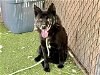 adoptable Dog in mesa, az, AZ named BEAUTY