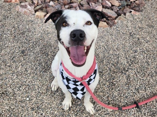 adoptable Dog in Mesa, AZ named CAIN