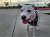 adoptable Dog in mesa, AZ named ZANE