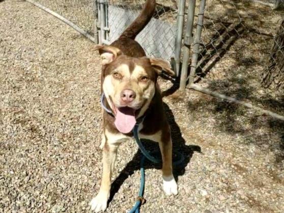 adoptable Dog in Mesa, AZ named BERNIE