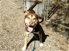 adoptable Dog in mesa, , AZ named BERNIE
