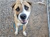 adoptable Dog in mesa, az, AZ named ARLO