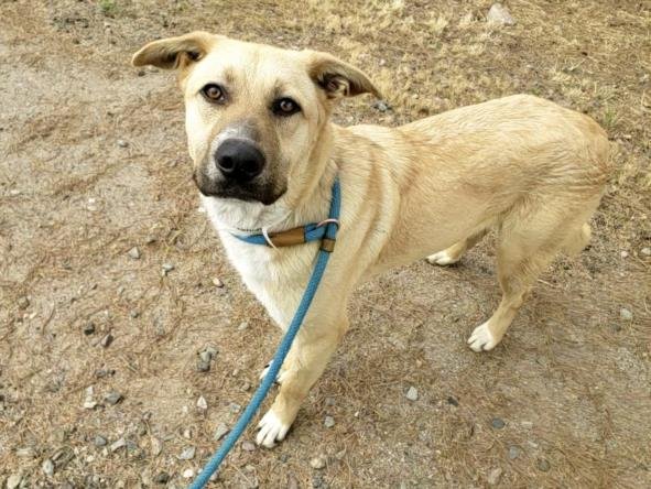 adoptable Dog in Mesa, AZ named PRINCE