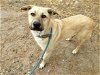 adoptable Dog in mesa, AZ named PRINCE