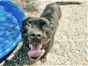 adoptable Dog in mes, AZ named WOOKIEE