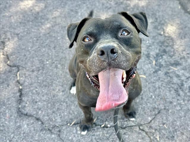 adoptable Dog in Mesa, AZ named WOOKIEE