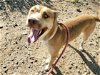 adoptable Dog in mesa, AZ named ZEUS