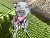 adoptable Dog in mes, AZ named CRUMBLE