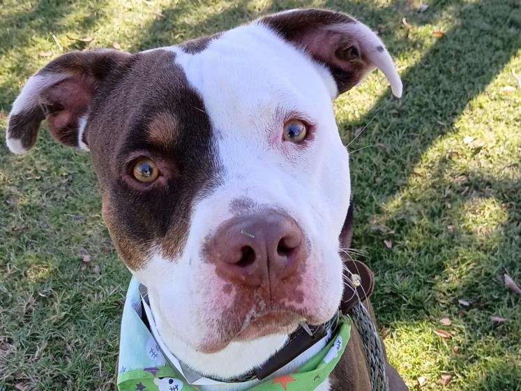 adoptable Dog in Mesa, AZ named DECKARD