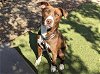 adoptable Dog in mesa, az, AZ named BANNER