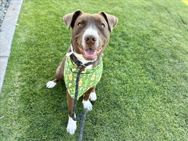 adoptable Dog in Mesa, AZ named BANNER