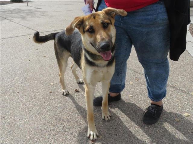 adoptable Dog in Mesa, AZ named ARROWHEAD
