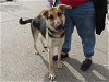 adoptable Dog in mesa, , AZ named ARROWHEAD