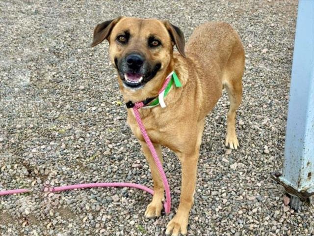 adoptable Dog in Mesa, AZ named SERRANO
