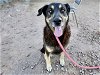 adoptable Dog in mesa, , AZ named BLAIR