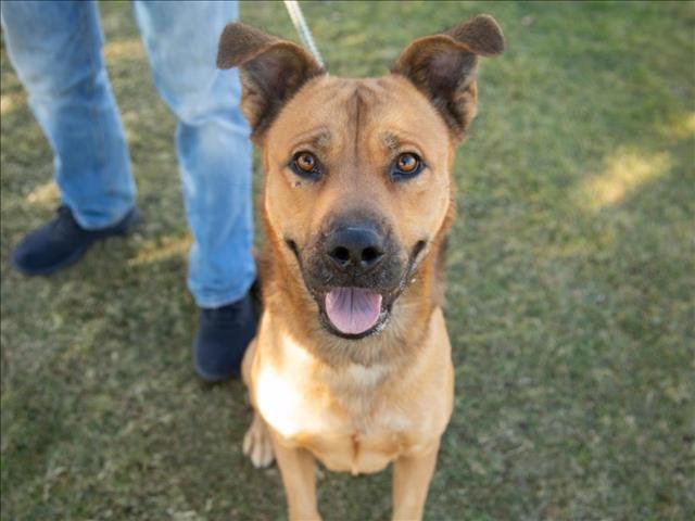 adoptable Dog in Mesa, AZ named TIMON