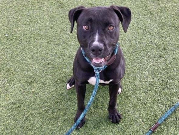 adoptable Dog in Mesa, AZ named SCARLET