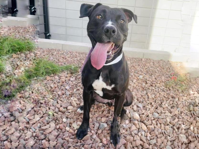 adoptable Dog in Mesa, AZ named SCARLET