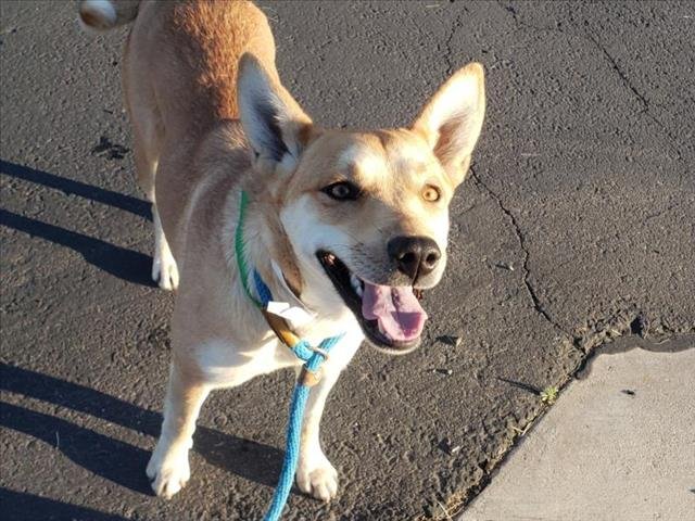 adoptable Dog in Mesa, AZ named BAILEY