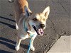 adoptable Dog in mesa, , AZ named BAILEY