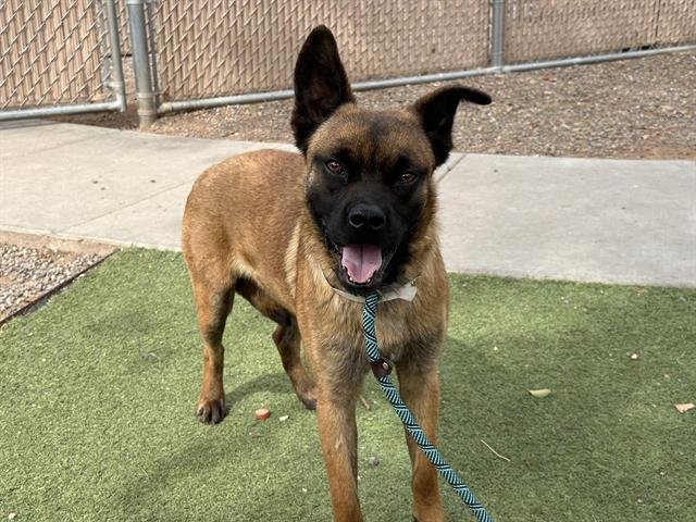 adoptable Dog in Mesa, AZ named BROWNIE