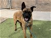 adoptable Dog in mes, AZ named BROWNIE