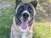 adoptable Dog in mesa, , AZ named BELLA