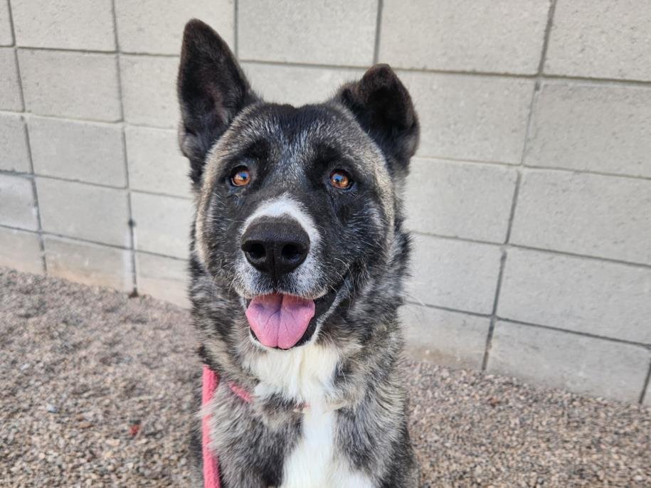 adoptable Dog in Mesa, AZ named BELLA