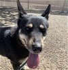 adoptable Dog in mesa, AZ named SUMERIA
