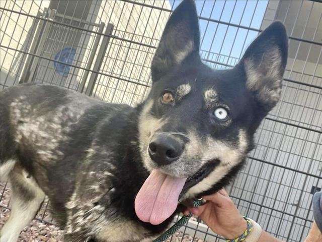 adoptable Dog in Mesa, AZ named SUMERIA
