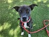 adoptable Dog in mes, AZ named CRANBERRY