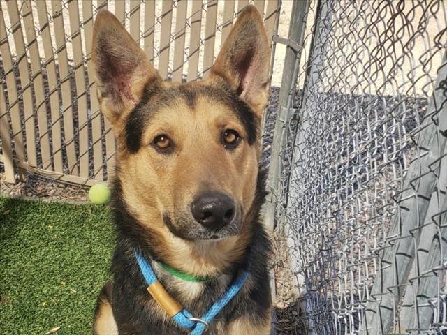 adoptable Dog in Mesa, AZ named ROBBIE