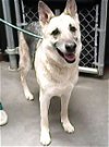 adoptable Dog in mesa, AZ named PROSPECTOR
