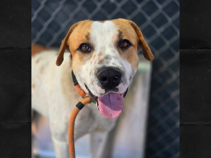 adoptable Dog in Mesa, AZ named DAVE