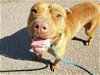 adoptable Dog in mesa, AZ named CHOCO