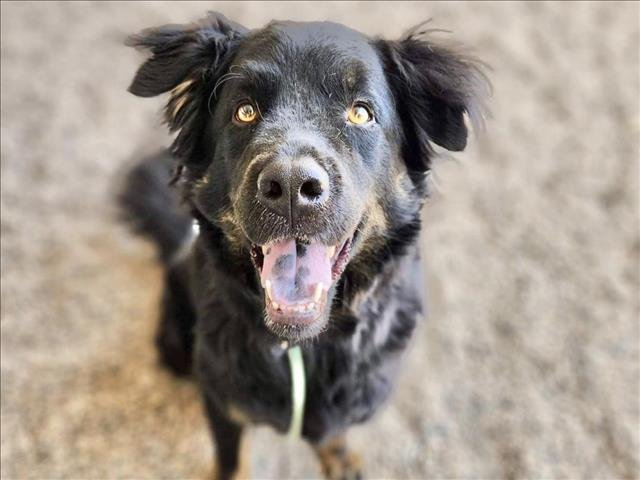 adoptable Dog in Mesa, AZ named DUKE