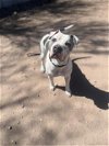 adoptable Dog in mesa, AZ named SAVY
