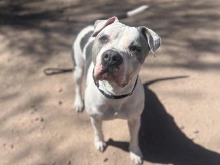 adoptable Dog in Mesa, AZ named SAVY
